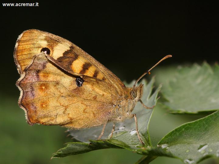 farfalla da identificare